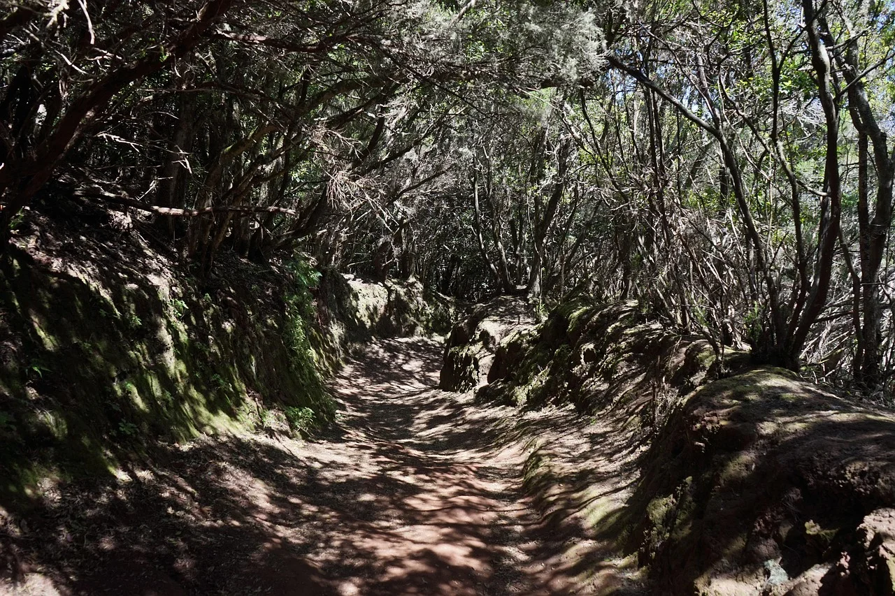 Laurel forest trail in Anaga Rural Park, Tenerife