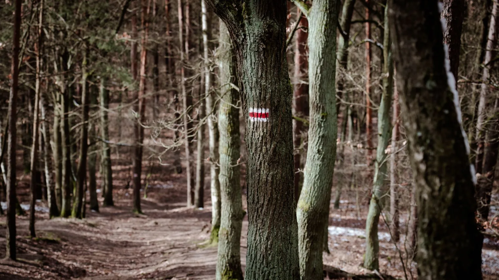 Marked forest path suitable for a beginner trail run