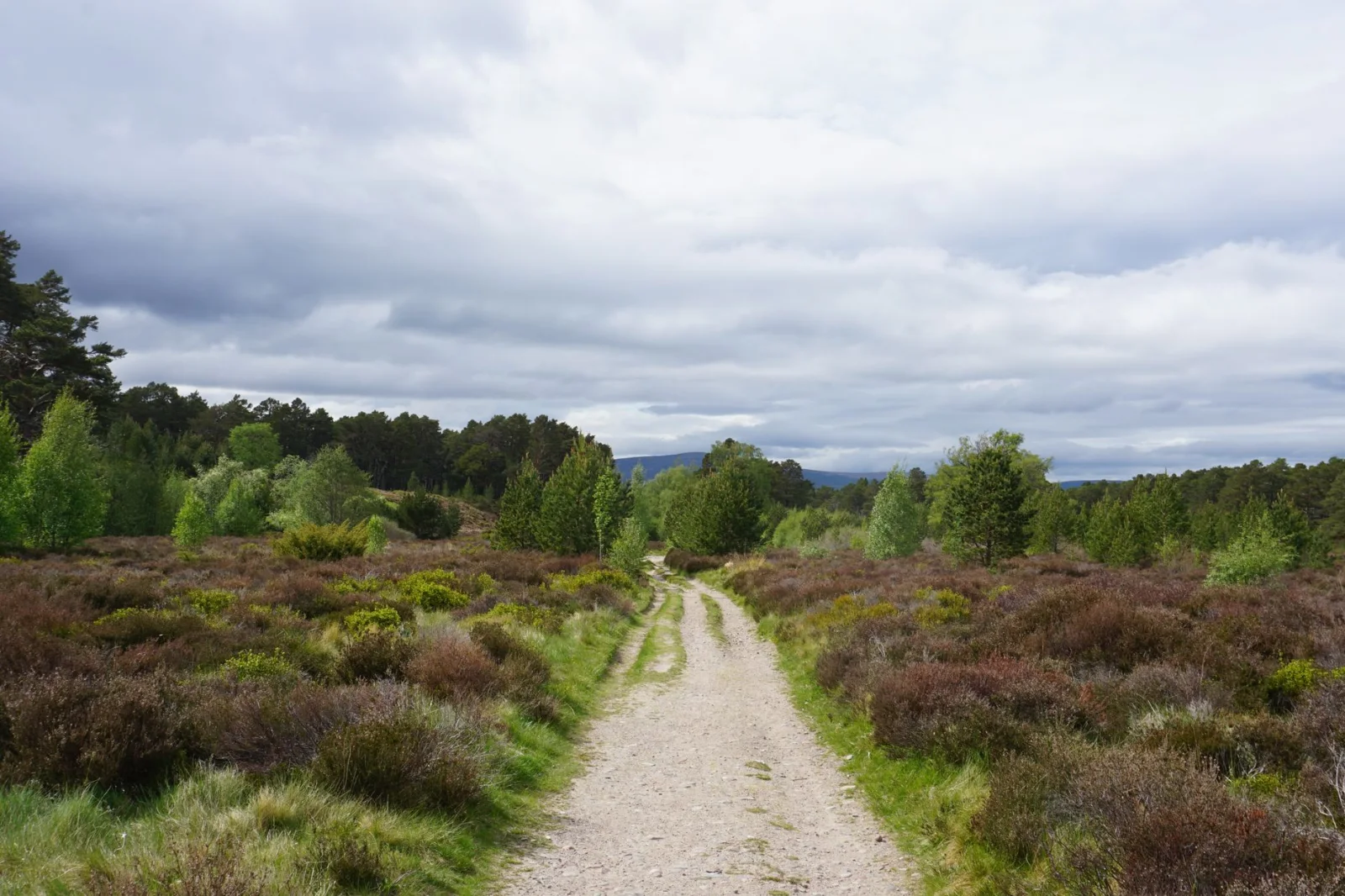 Gravel trail through heather moorland and pine forest near Aviemore