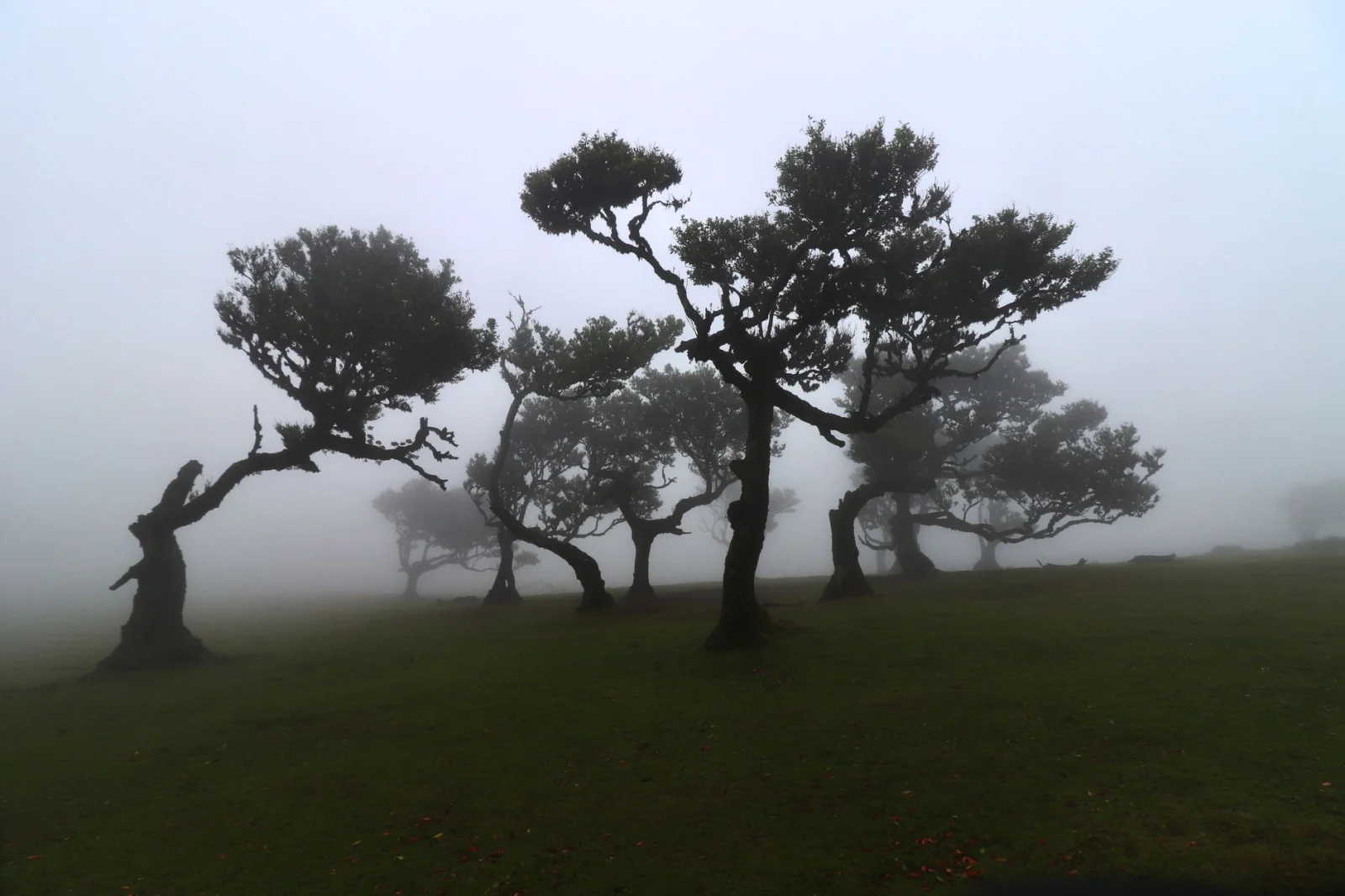 Ancient laurel trees in mist at Fanal Forest, Madeira.