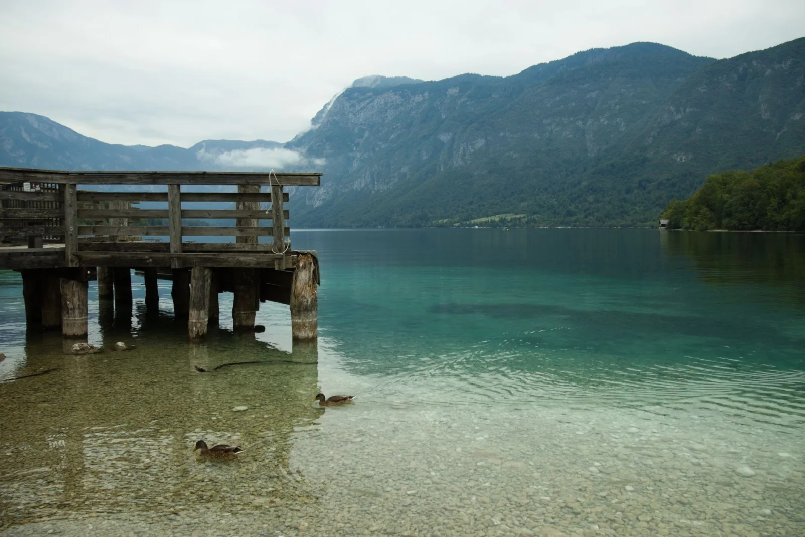 Wooden pier on Lake Bohinj with ducks on clear water and the Julian Alps behind