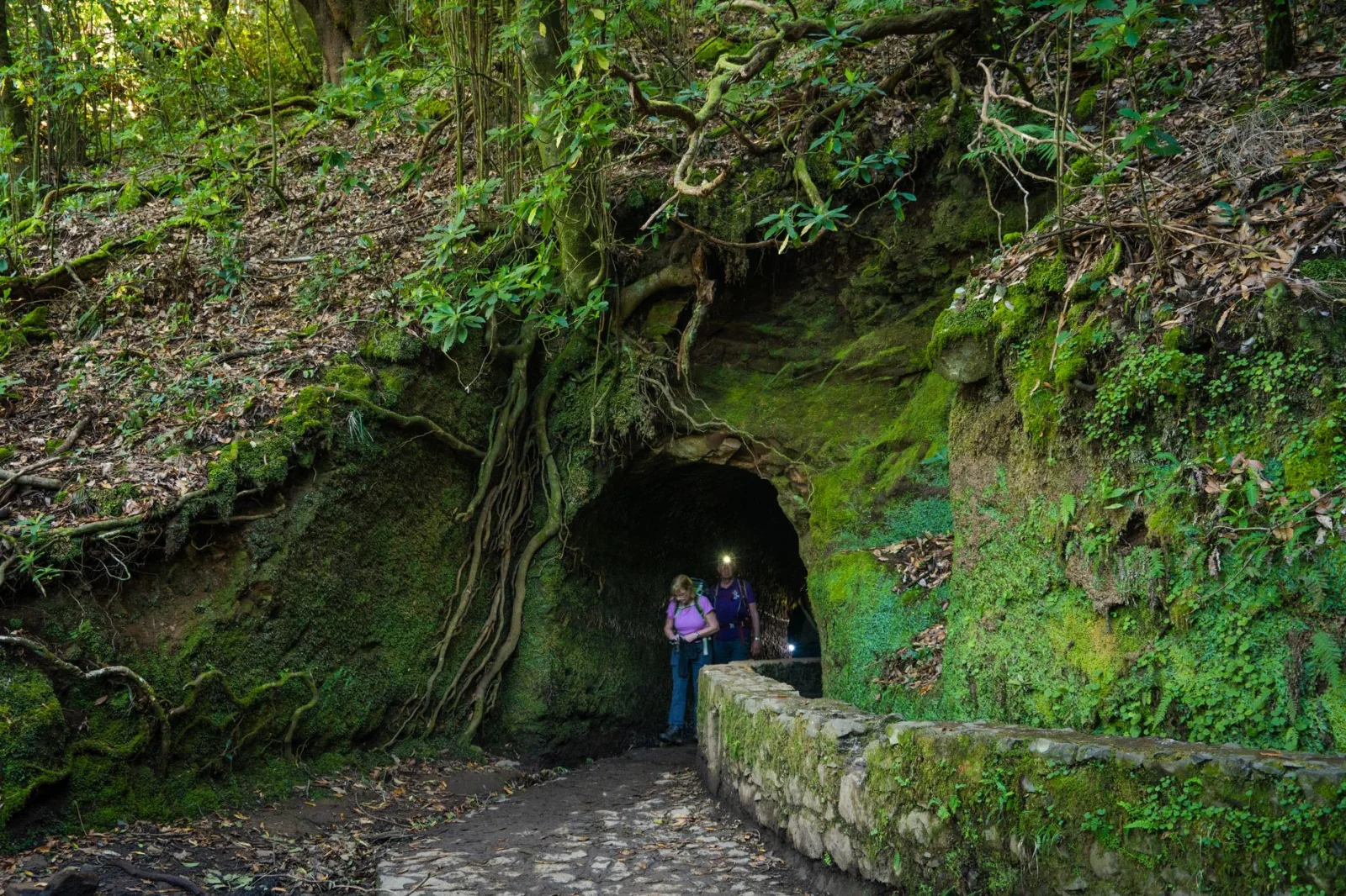 Hikers entering a moss-covered tunnel along a scenic levada trail in Madeira