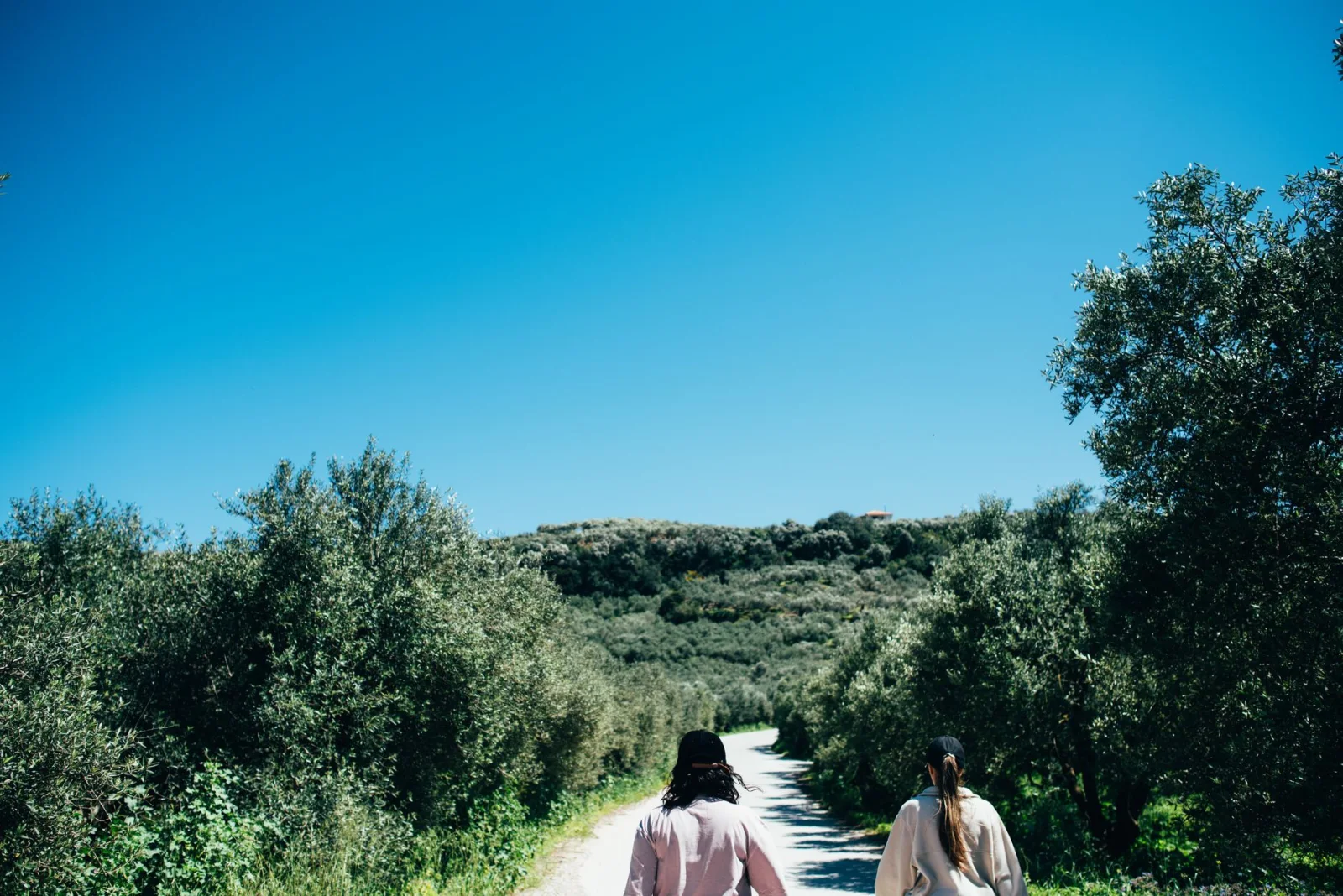 Path through olive groves between Cretan villages