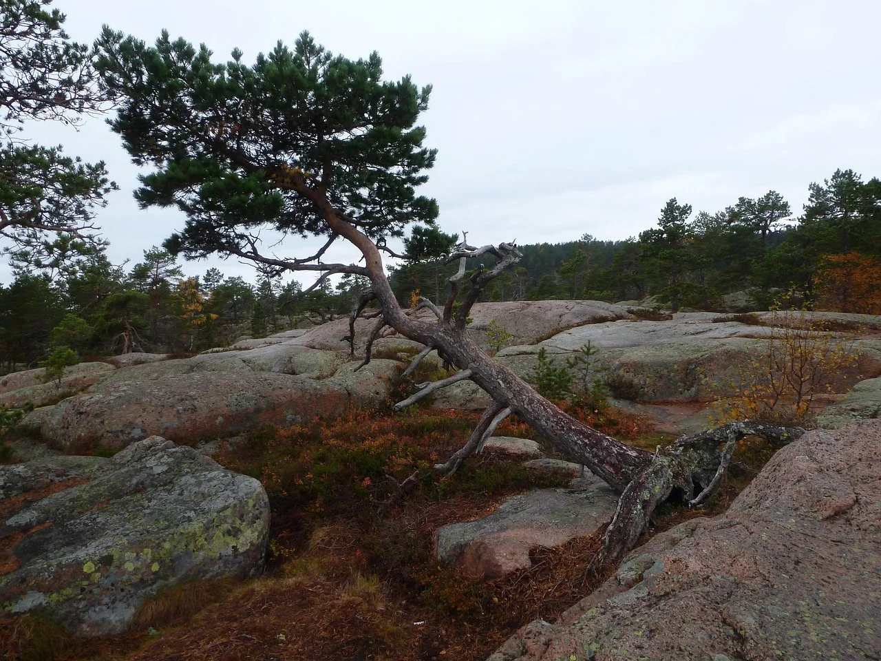 Red granite and wind-shaped pine in Skuleskogen National Park