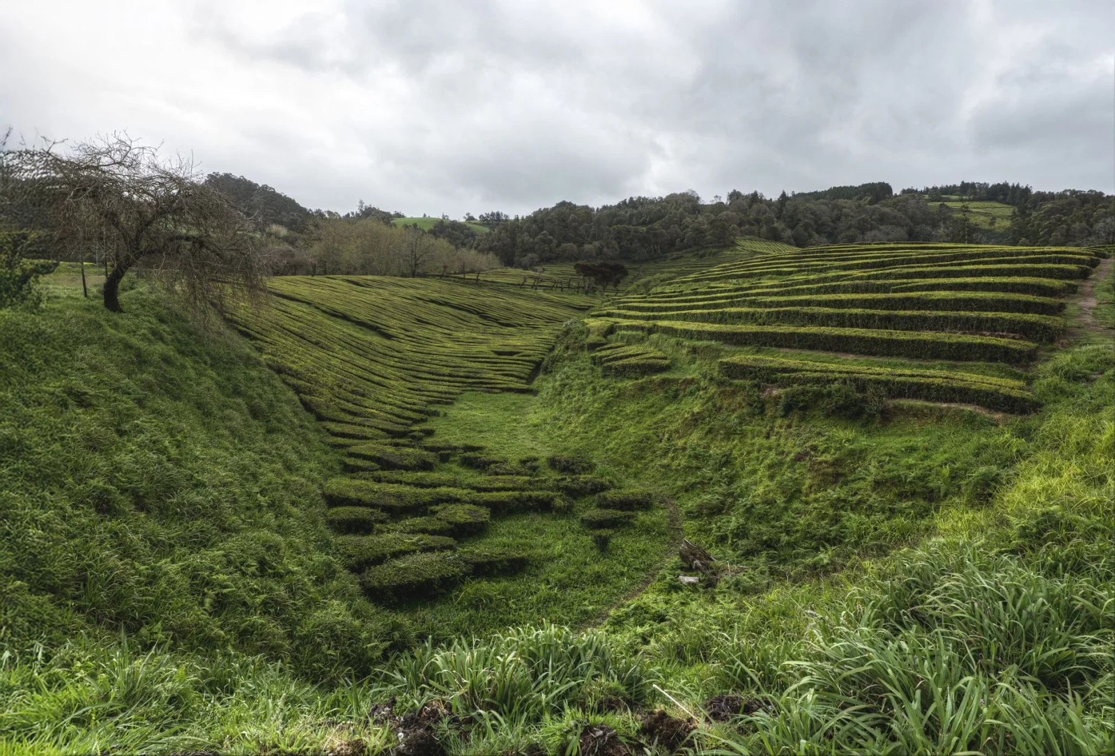 Terraced tea plantation on São Miguel, Azores